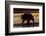 Adult grizzly bear silhouetted at sunrise, Lake Clark National Park and Preserve, Alaska.-Adam Jones-Framed Photographic Print