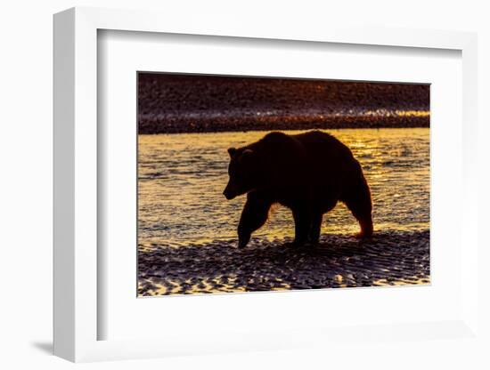 Adult grizzly bear silhouetted at sunrise, Lake Clark National Park and Preserve, Alaska.-Adam Jones-Framed Photographic Print