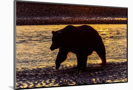 Adult grizzly bear silhouetted at sunrise, Lake Clark National Park and Preserve, Alaska.-Adam Jones-Mounted Photographic Print