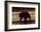 Adult grizzly bear silhouetted at sunrise, Lake Clark National Park and Preserve, Alaska.-Adam Jones-Framed Photographic Print