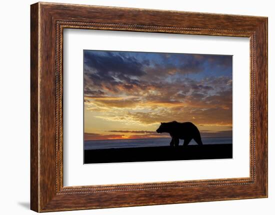 Adult grizzly bear silhouetted at sunrise, Lake Clark NP and Preserve, Alaska, Silver Salmon Creek-Adam Jones-Framed Photographic Print