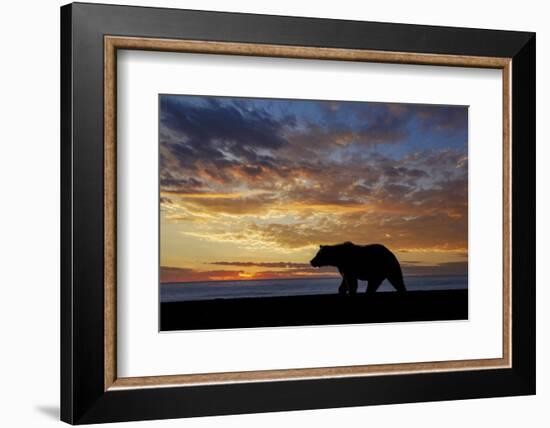 Adult grizzly bear silhouetted at sunrise, Lake Clark NP and Preserve, Alaska, Silver Salmon Creek-Adam Jones-Framed Photographic Print