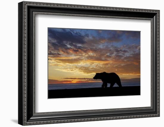 Adult grizzly bear silhouetted at sunrise, Lake Clark NP and Preserve, Alaska, Silver Salmon Creek-Adam Jones-Framed Photographic Print