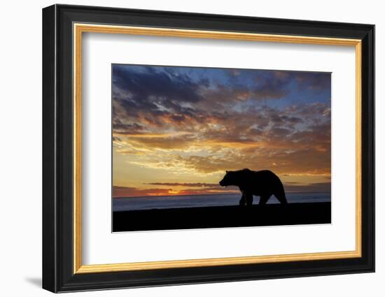 Adult grizzly bear silhouetted at sunrise, Lake Clark NP and Preserve, Alaska, Silver Salmon Creek-Adam Jones-Framed Photographic Print