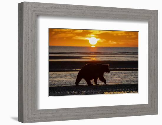 Adult grizzly bear silhouetted on beach at sunrise, Lake Clark NP and Preserve, Alaska-Adam Jones-Framed Photographic Print