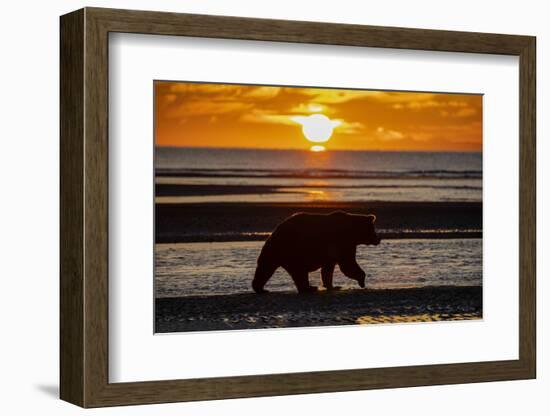 Adult grizzly bear silhouetted on beach at sunrise, Lake Clark NP and Preserve, Alaska-Adam Jones-Framed Photographic Print