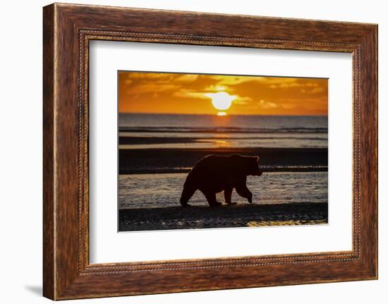 Adult grizzly bear silhouetted on beach at sunrise, Lake Clark NP and Preserve, Alaska-Adam Jones-Framed Photographic Print