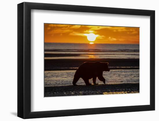 Adult grizzly bear silhouetted on beach at sunrise, Lake Clark NP and Preserve, Alaska-Adam Jones-Framed Photographic Print