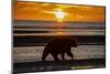 Adult grizzly bear silhouetted on beach at sunrise, Lake Clark NP and Preserve, Alaska-Adam Jones-Mounted Photographic Print