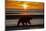 Adult grizzly bear silhouetted on beach at sunrise, Lake Clark NP and Preserve, Alaska-Adam Jones-Mounted Photographic Print