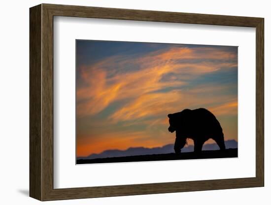 Adult grizzly bear silhouetted on beach at sunrise, Lake Clark NP and Preserve, Alaska-Adam Jones-Framed Photographic Print