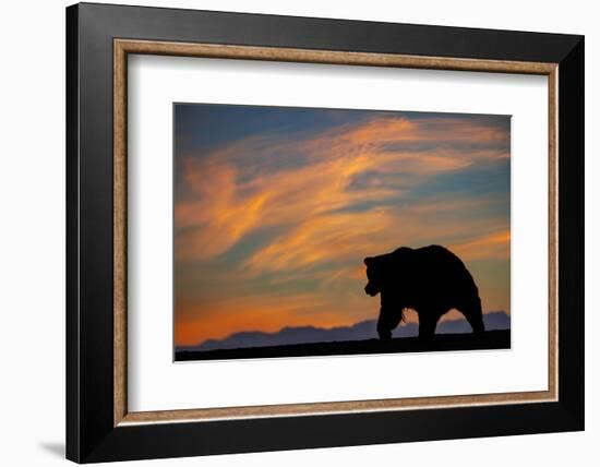 Adult grizzly bear silhouetted on beach at sunrise, Lake Clark NP and Preserve, Alaska-Adam Jones-Framed Photographic Print