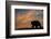 Adult grizzly bear silhouetted on beach at sunrise, Lake Clark NP and Preserve, Alaska-Adam Jones-Framed Photographic Print