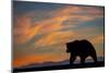 Adult grizzly bear silhouetted on beach at sunrise, Lake Clark NP and Preserve, Alaska-Adam Jones-Mounted Photographic Print