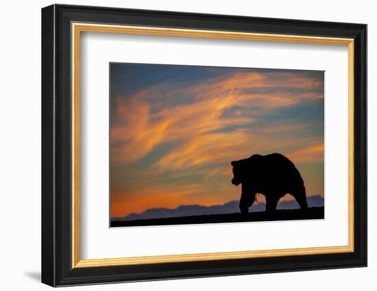 Adult grizzly bear silhouetted on beach at sunrise, Lake Clark NP and Preserve, Alaska-Adam Jones-Framed Photographic Print