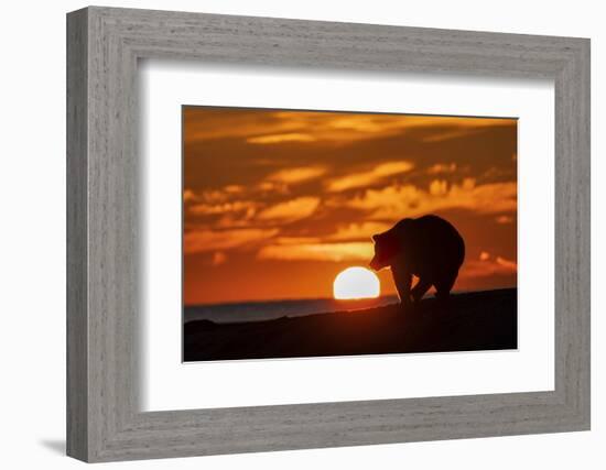 Adult grizzly bear silhouetted on beach at sunrise, Lake Clark NP and Preserve, Alaska-Adam Jones-Framed Photographic Print