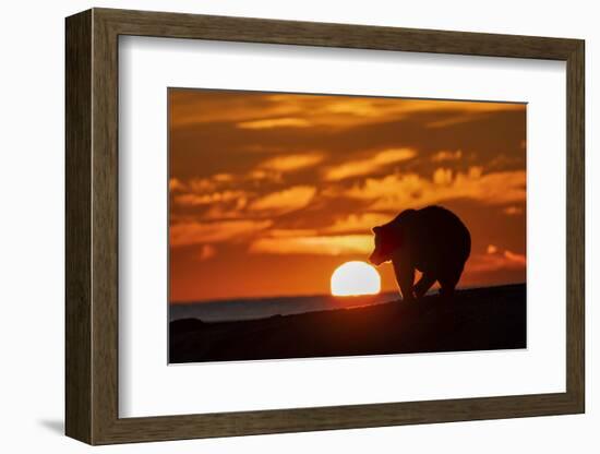 Adult grizzly bear silhouetted on beach at sunrise, Lake Clark NP and Preserve, Alaska-Adam Jones-Framed Photographic Print