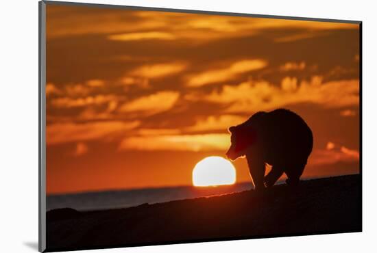 Adult grizzly bear silhouetted on beach at sunrise, Lake Clark NP and Preserve, Alaska-Adam Jones-Mounted Photographic Print