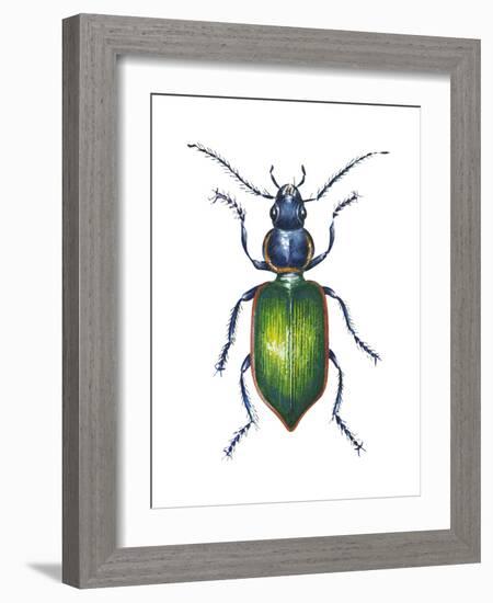 Adult Ground Beetle (Carabidae,), Insects-Encyclopaedia Britannica-Framed Art Print