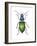 Adult Ground Beetle (Carabidae,), Insects-Encyclopaedia Britannica-Framed Art Print