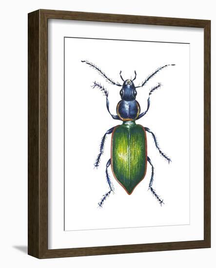 Adult Ground Beetle (Carabidae,), Insects-Encyclopaedia Britannica-Framed Art Print