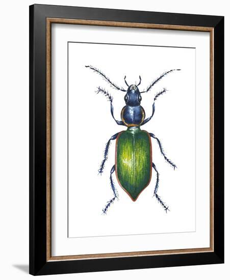 Adult Ground Beetle (Carabidae,), Insects-Encyclopaedia Britannica-Framed Art Print