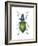 Adult Ground Beetle (Carabidae,), Insects-Encyclopaedia Britannica-Framed Art Print