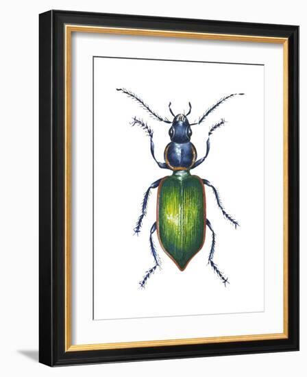 Adult Ground Beetle (Carabidae,), Insects-Encyclopaedia Britannica-Framed Art Print