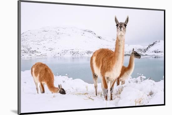 Adult Guanacos grazing in deep snow near Lago Pehoe, Chile-Nick Garbutt-Mounted Photographic Print