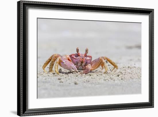 Adult Gulf Ghost Crab (Hoplocypode Occidentalis) on Sand Dollar Beach-Michael Nolan-Framed Photographic Print