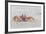 Adult Gulf Ghost Crab (Hoplocypode Occidentalis) on Sand Dollar Beach-Michael Nolan-Framed Photographic Print