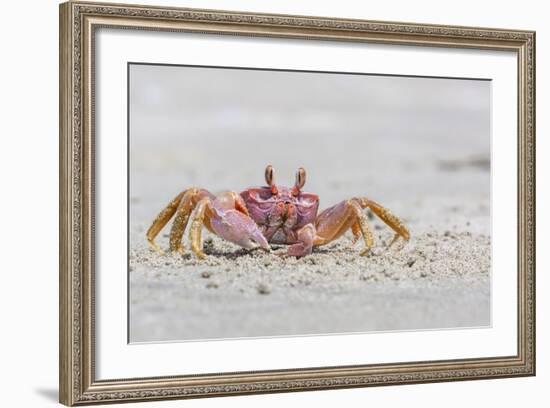 Adult Gulf Ghost Crab (Hoplocypode Occidentalis) on Sand Dollar Beach-Michael Nolan-Framed Photographic Print