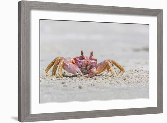 Adult Gulf Ghost Crab (Hoplocypode Occidentalis) on Sand Dollar Beach-Michael Nolan-Framed Photographic Print