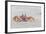 Adult Gulf Ghost Crab (Hoplocypode Occidentalis) on Sand Dollar Beach-Michael Nolan-Framed Photographic Print
