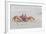 Adult Gulf Ghost Crab (Hoplocypode Occidentalis) on Sand Dollar Beach-Michael Nolan-Framed Photographic Print