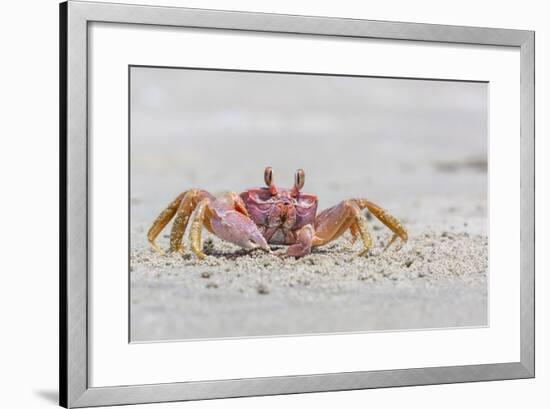 Adult Gulf Ghost Crab (Hoplocypode Occidentalis) on Sand Dollar Beach-Michael Nolan-Framed Photographic Print