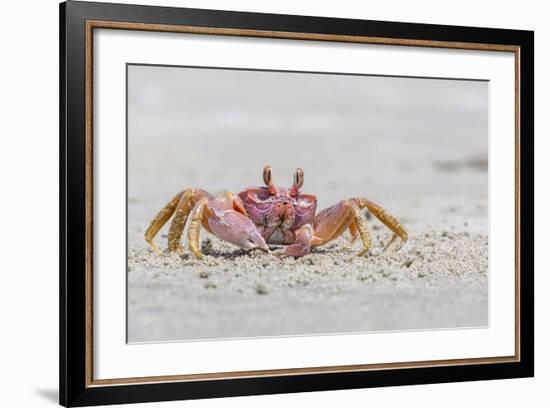 Adult Gulf Ghost Crab (Hoplocypode Occidentalis) on Sand Dollar Beach-Michael Nolan-Framed Photographic Print