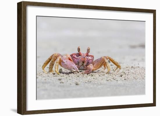 Adult Gulf Ghost Crab (Hoplocypode Occidentalis) on Sand Dollar Beach-Michael Nolan-Framed Photographic Print