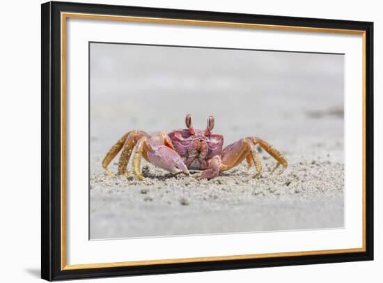 Adult Gulf Ghost Crab (Hoplocypode Occidentalis) on Sand Dollar Beach-Michael Nolan-Framed Photographic Print