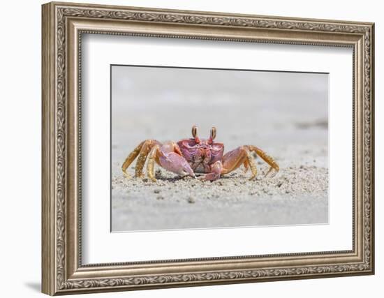 Adult Gulf Ghost Crab (Hoplocypode Occidentalis) on Sand Dollar Beach-Michael Nolan-Framed Photographic Print