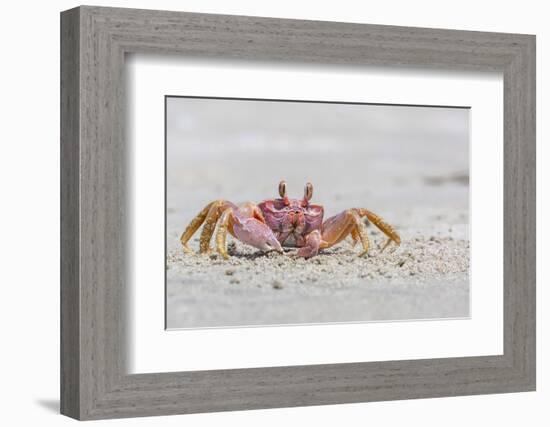 Adult Gulf Ghost Crab (Hoplocypode Occidentalis) on Sand Dollar Beach-Michael Nolan-Framed Photographic Print