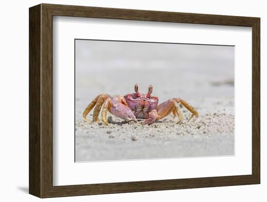 Adult Gulf Ghost Crab (Hoplocypode Occidentalis) on Sand Dollar Beach-Michael Nolan-Framed Photographic Print