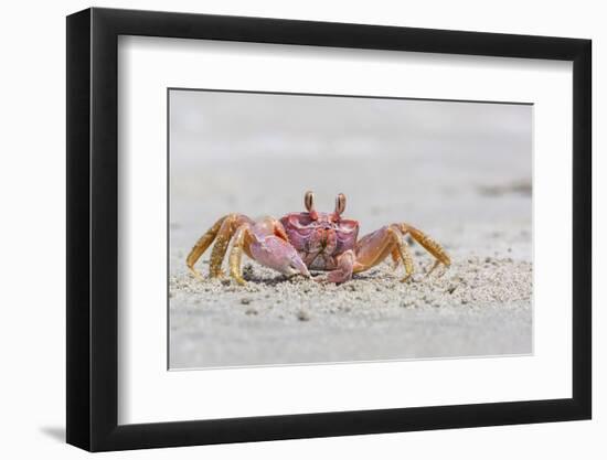 Adult Gulf Ghost Crab (Hoplocypode Occidentalis) on Sand Dollar Beach-Michael Nolan-Framed Photographic Print