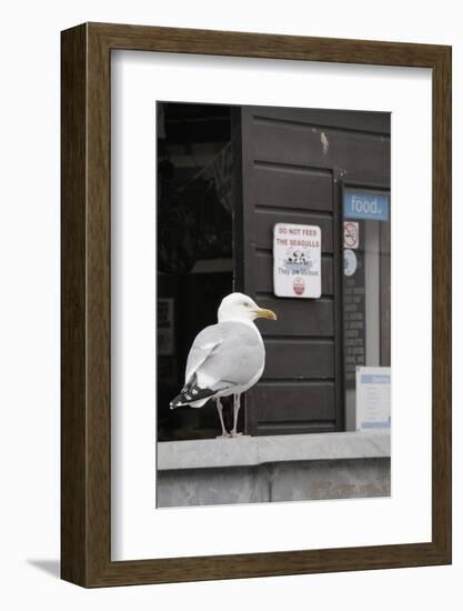 Adult Herring Gull (Larus Argentatus) Standing Near Entrance to Fishmonger's Shop-Nick Upton-Framed Photographic Print