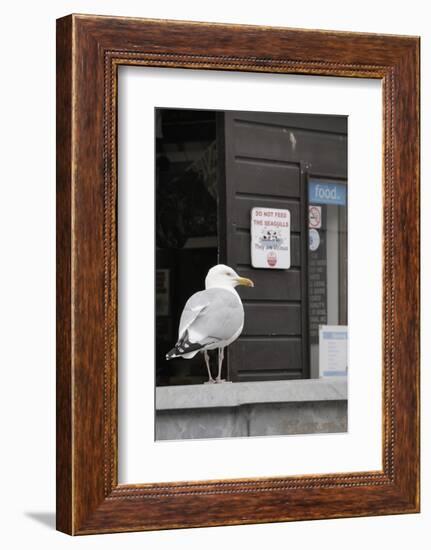 Adult Herring Gull (Larus Argentatus) Standing Near Entrance to Fishmonger's Shop-Nick Upton-Framed Photographic Print