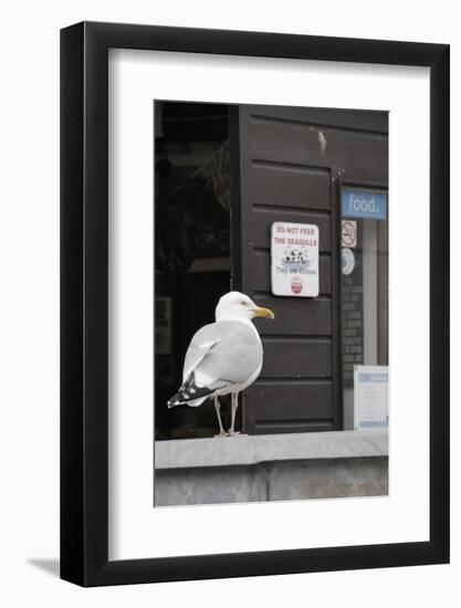 Adult Herring Gull (Larus Argentatus) Standing Near Entrance to Fishmonger's Shop-Nick Upton-Framed Photographic Print