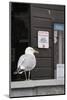 Adult Herring Gull (Larus Argentatus) Standing Near Entrance to Fishmonger's Shop-Nick Upton-Mounted Photographic Print