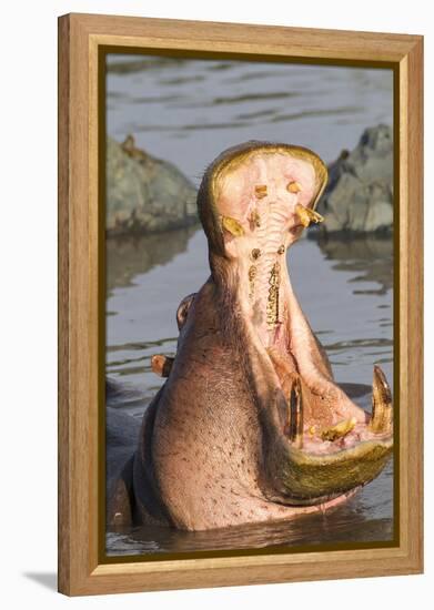 Adult Hippopotamus Opens its Jaw Really Wide, Ngorongoro, Tanzania-James Heupel-Framed Premier Image Canvas