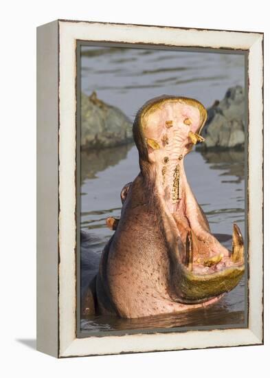 Adult Hippopotamus Opens its Jaw Really Wide, Ngorongoro, Tanzania-James Heupel-Framed Premier Image Canvas