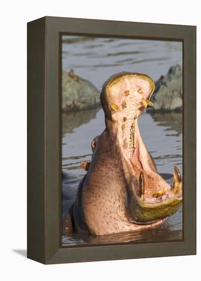 Adult Hippopotamus Opens its Jaw Really Wide, Ngorongoro, Tanzania-James Heupel-Framed Premier Image Canvas